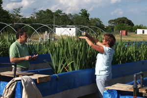 El Consorcio Besós Tordera acoge una jornada técnica sobre la importancia de las plantas en los procesos de depuración