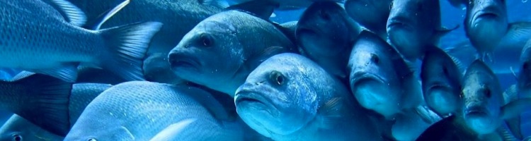 Peces transexuales: el impacto del Prozac y otras drogas en la naturaleza