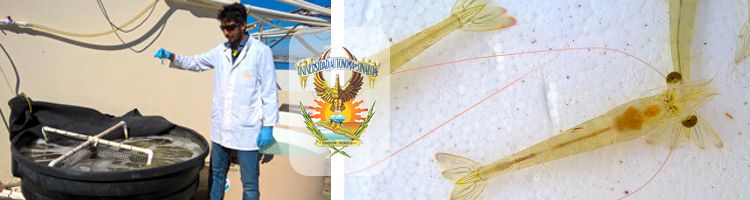 Investigadores mexicanos proponen un filtro biológico tipo humedal para el tratamiento de las aguas residuales de la industria del camarón