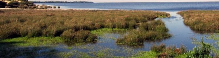 Fertilizantes y aguas residuales tratadas, principales fuentes de contaminación por nitratos en las aguas que se vierten al Doñana