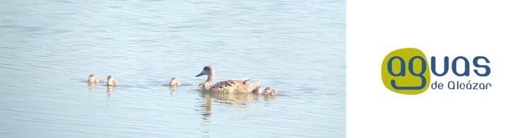 La recuperación de los humedales de Alcázar con agua regenerada de la depuradora, un éxito para la biodiversidad