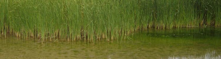Hallan una solución eficaz para eliminar gran parte de los nitratos del agua con residuos de la cerveza
