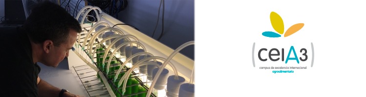 Aplican como fertilizante una microalga cultivada en aguas residuales de la industria cervecera