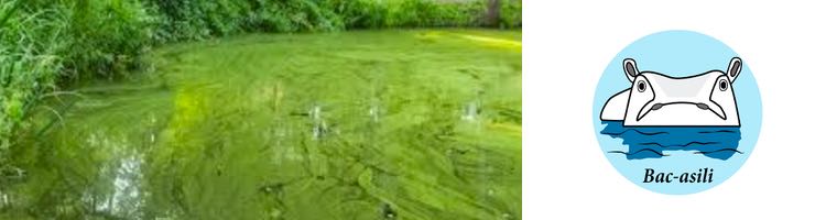 Hipo Clean I de Bac-Asili, tu aliado en la lucha contra el crecimiento excesivo de algas en ecosistemas acuáticos