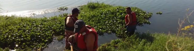 La CH del Tajo procede a la identificación y retirada de camalote en un tramo del río Tajo en Talavera de La Reina