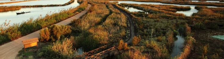 El Ayuntamiento de Valencia apoya iniciativas para recuperar L´Albufera con humedales artificiales como el del Tancat de la Pipa, Milia y L’Illa
