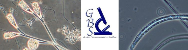 El Grupo Bioindicaci&oacute;n Sevilla inicia una nueva convocatoria de todas sus actividades formativas el 01 de julio