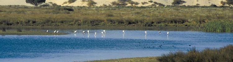 Convocados los Premios Andalucía de Medio Ambiente 2019 que se entregarán coincidiendo con los 50 años de Doñana