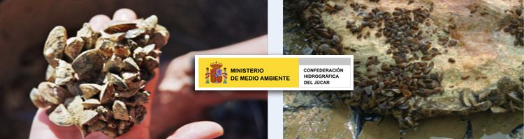 La CH del Júcar avanza con el Plan de Choque contra el mejillón cebra