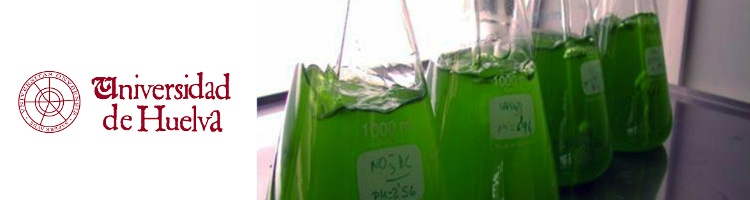 Investigadores españoles determinan la capacidad de las microalgas para depurar biogás y obtener biometano