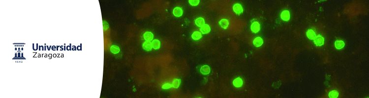 ¿Cuántos protozoos hay en el agua que bebemos?