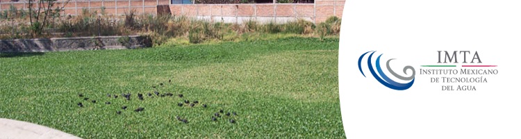 El IMTA de México estudia la recuperación de fósforo para la protección de las masas de agua