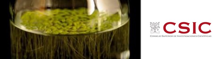 Investigadores del CSIC estudian la capacidad de las plantas para eliminar contaminantes de las aguas residuales y el suelo