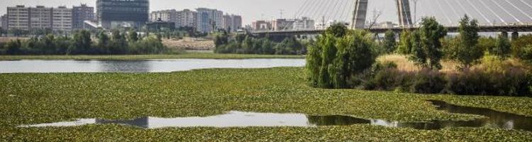 La CH del Guadiana diseña un plan de choque para luchar contra el camalote