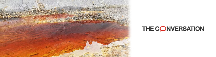 Transformamos las aguas contaminadas en una fuente de recursos gracias a las plantas