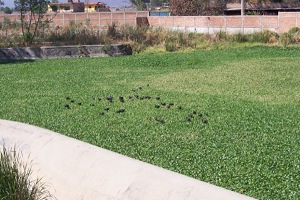 El IMTA de México estudia la recuperación de fósforo para la protección de las masas de agua