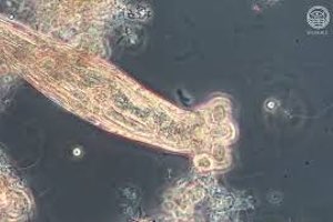 AMARANTYA, la nueva app innovadora para el análisis microbiológico de fangos activos en EDAR