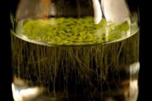 Investigadores del CSIC estudian la capacidad de las plantas para eliminar contaminantes de las aguas residuales y el suelo