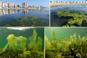 Atajar la entrada de sedimentos y nutrientes, primer paso para recuperar el Mar Menor