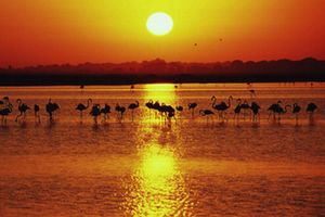 WWF denuncia la alarmante situación del acuífero del Parque de Doñana en Huelva
