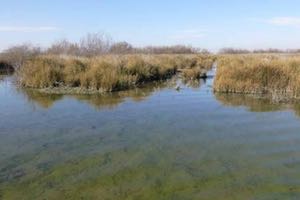 El Foro de la Economía del Agua reivindica la función de los humedales como soluciones naturales de gestión del agua