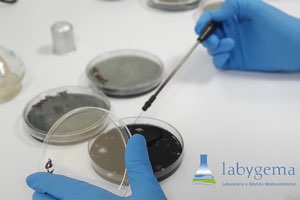 LABYGEMA es adjudicataria del servicio de prevención y control de la legionelosis en los centros de EMASESA