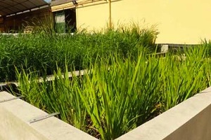 Logran la depuración de aguas residuales con un sistema ecológico que imita a los humedales