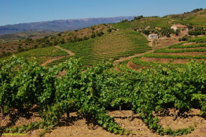 PRIORI.DAT avanza en la digitalizaci&oacute;n del sector agroalimentario del Priorat a trav&eacute;s del uso estrat&eacute;gico de los datos