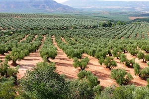 REUTIVAR, identificando la mejor tecnología de regeneración de agua para el olivar