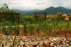 La Fitodepuración y Evapotranspiración para el tratamiento de las aguas residuales urbanas de ECODENA