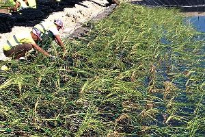 Sistema de filtros verdes en flotación (SFVF) de SEPULVEDA