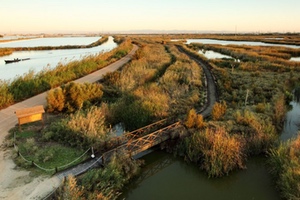 Estudio de los humedales artificiales de flujo superficial del Tancat de la Pipa en l'Albufera de Valencia
