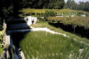 Depuración de aguas residuales en digestores anaerobios y humedales construidos: aplicación a la industria vitivinícola