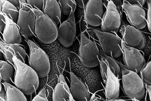 Contribución de los animales domésticos y silvestres a la contaminación de aguas superficiales por Cryptosporidium y Giardia