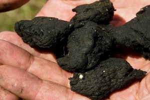 Bases Edafológicas para la correcta utilización de un Compost de Lodos de Aguas Residuales Urbanas, como Enmienda Orgánica